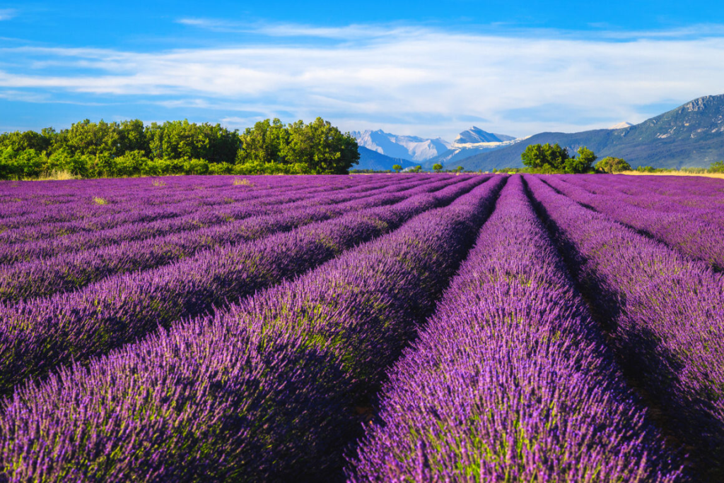 Khám phá cánh đồng hoa oải hương ở Provence